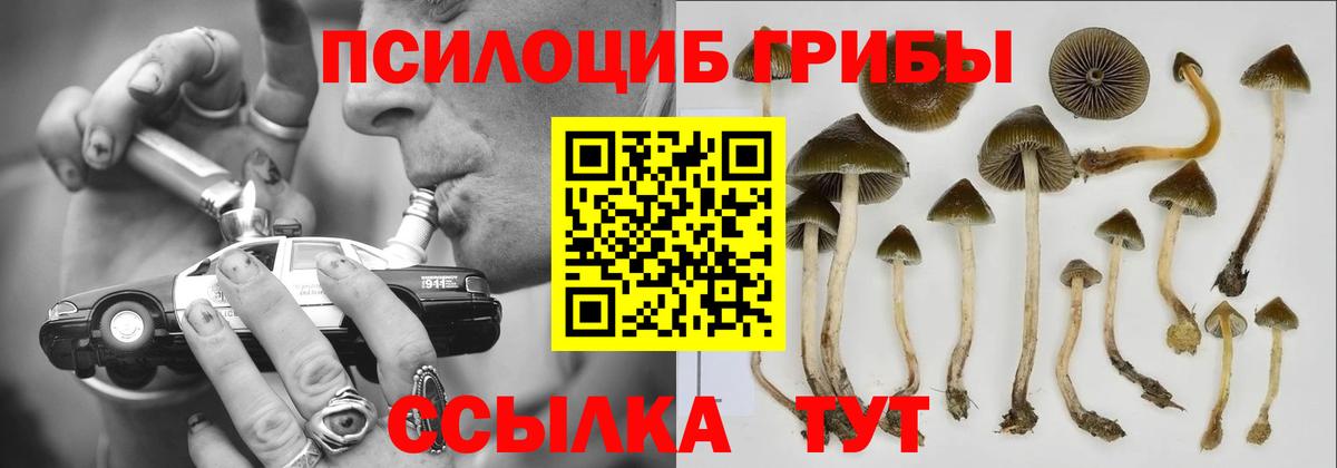 Псилоцибиновые грибы Psilocybe  Вход с VPN  Гулькевичи  Галлюциногенные грибы прущие грибы 